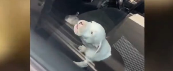 Cachorro Pitbull asomado desesperado por la ventana entreabierta de un automóvil bajo el sol en un estacionamiento.