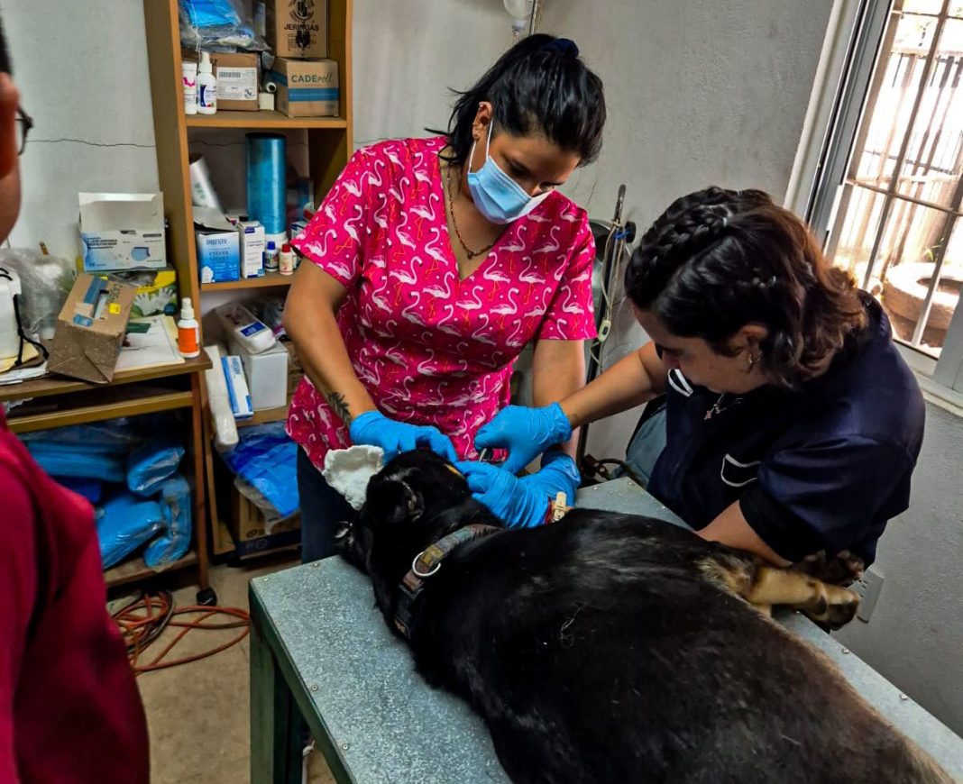 Médico veterinario realiza una limpieza dental especializada a un canino bajo resguardo de protección animal.