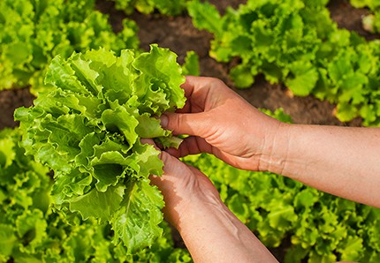 lechuga cultivo mexico