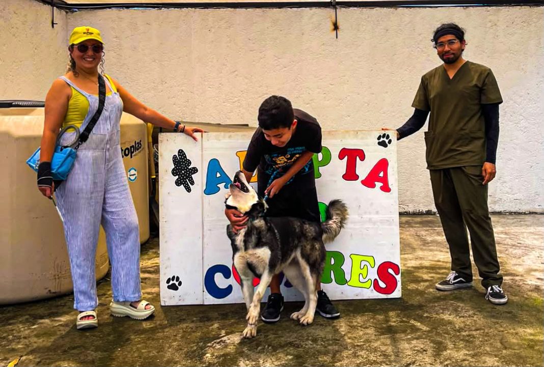 Ejemplares bajo resguardo municipal en espera de un hogar durante la campaña de adopción de Cuernavaca.