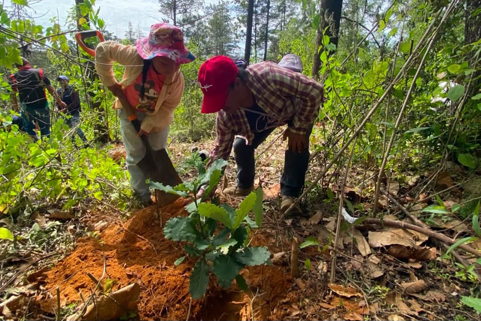 Jornada de reforestación en el paraje Los Tejocotes de Buenavista del Monte con participación ciudadana y autoridades.