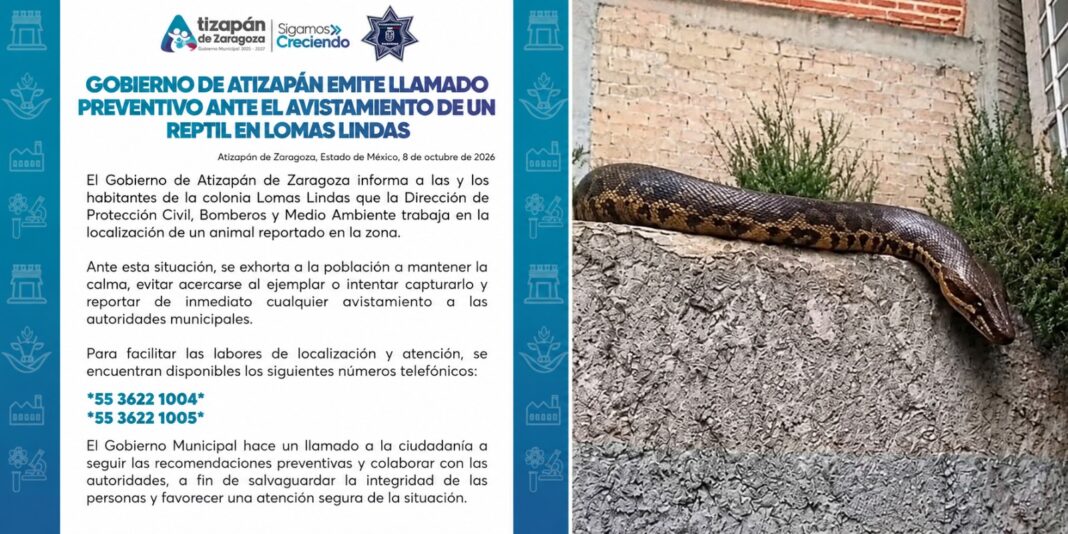 avistamiento boa atizapan